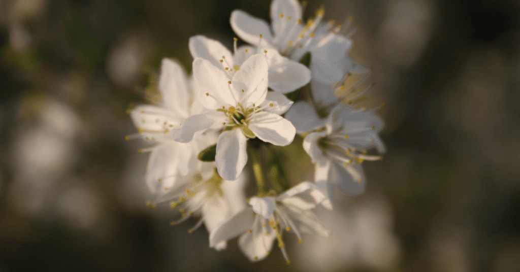 en proceso de integración de un trauma mediante técnicas de psicología integradora.