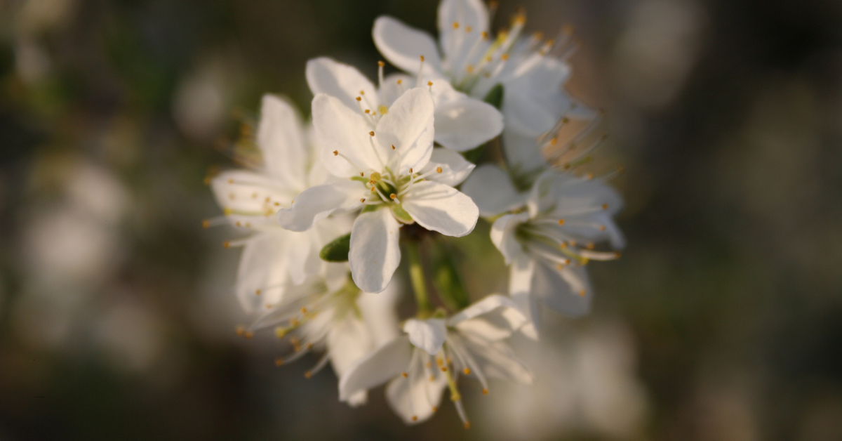 en proceso de integración de un trauma mediante técnicas de psicología integradora.